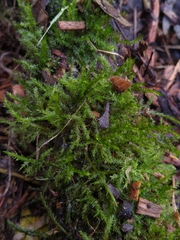 Eurhynchium