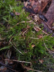 Eurhynchium