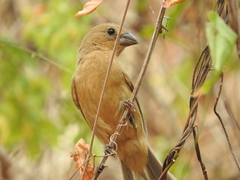 Cardinalidae