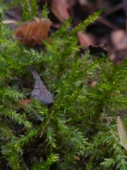 Eurhynchium