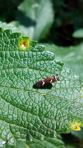 Macugonalia leucomelas