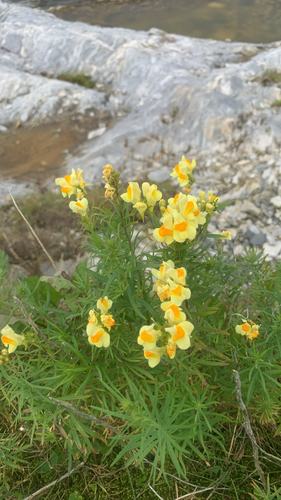common toadflax