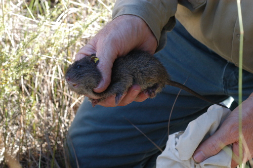 Australian Swamp Rat