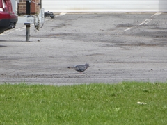 Columba livia domestica
