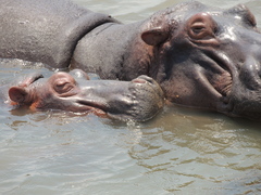 Hippopotamus amphibius
