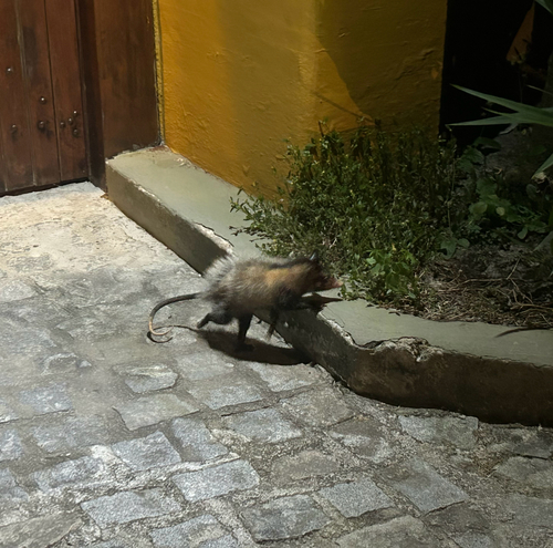 Big-eared Opossum