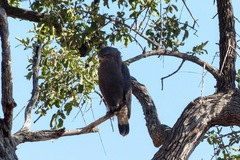 Circaetus cinerascens