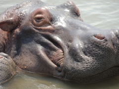 Hippopotamus amphibius