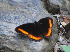 Pedaliodes symmachus