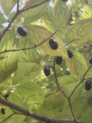 Cornus sessilis, photograph 2