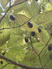 Cornus sessilis, photograph (c) Barbara Banfield, some rights reserved (CC BY)