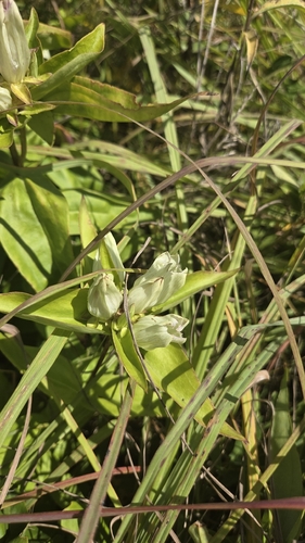 Gentiana alba, photograph 3