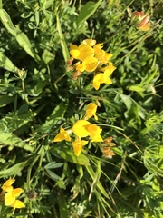 Lotus corniculatus