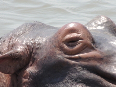 Hippopotamus amphibius