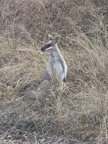 Whiptail Wallaby