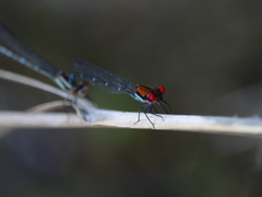 Argia cuprea