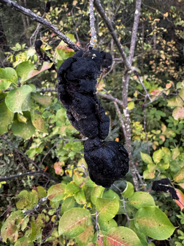 black knot