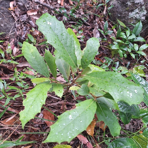 Gmelina leichhardtii, photograph 2