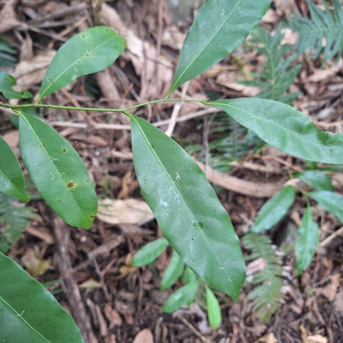 Cryptocarya bidwillii observed 2026-08-17