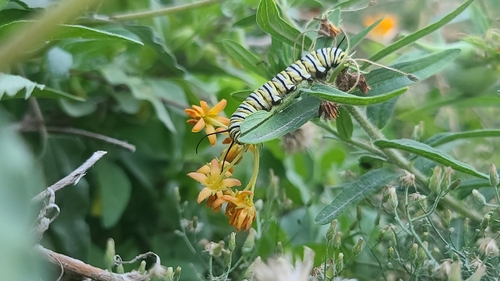Monarch