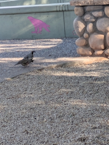 Gambel's Quail observed by theslowloris