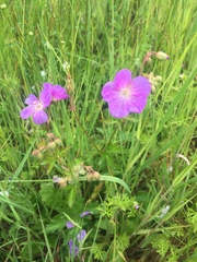 Geranium oreganum