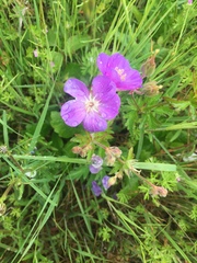 Geranium oreganum