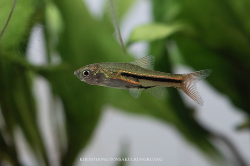 Somphongs's Rasbora