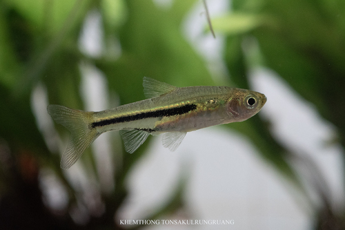 Somphongs's Rasbora