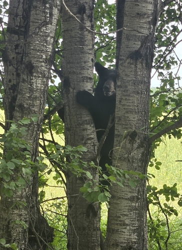 Black Bear sighting near Glaslyn