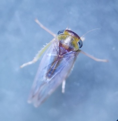 Viridicerus ustulatus