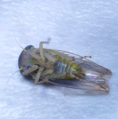 Viridicerus ustulatus