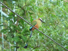 Eumomota superciliosa