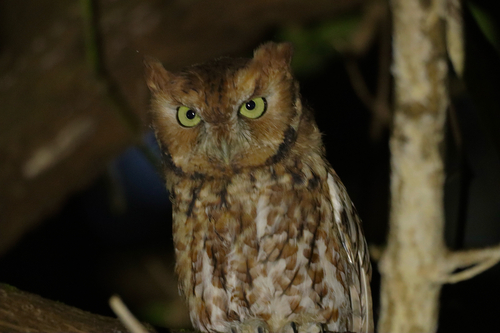 Eastern Screech-Owl observed by oneofgodsgifts