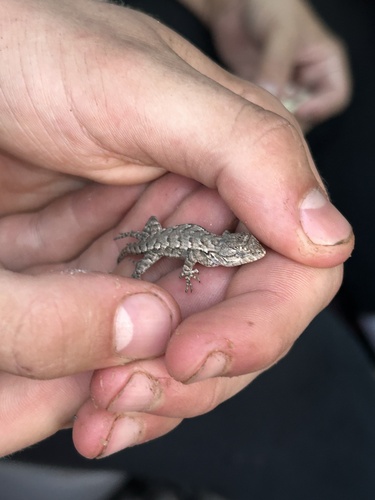 Eastern Fence Lizard