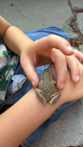 Pacific chorus frog
