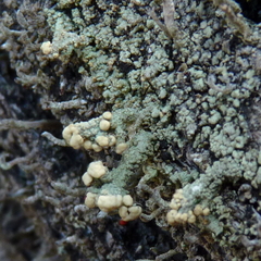 Cladonia botrytes
