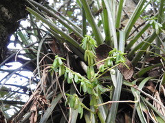 Peperomia leptophylla