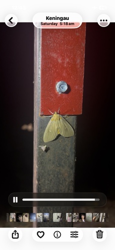 Tropical Tiger Moth