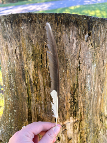 Pileated Woodpecker