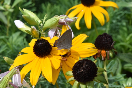 Gray Hairstreak