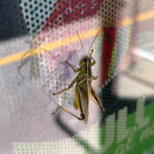 Two-striped Grasshopper