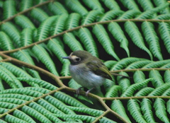 Hemitriccus granadensis lehmanni
