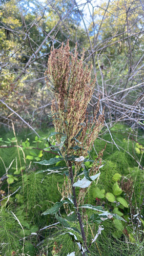 Artemisia suksdorfii, 2026-08-31