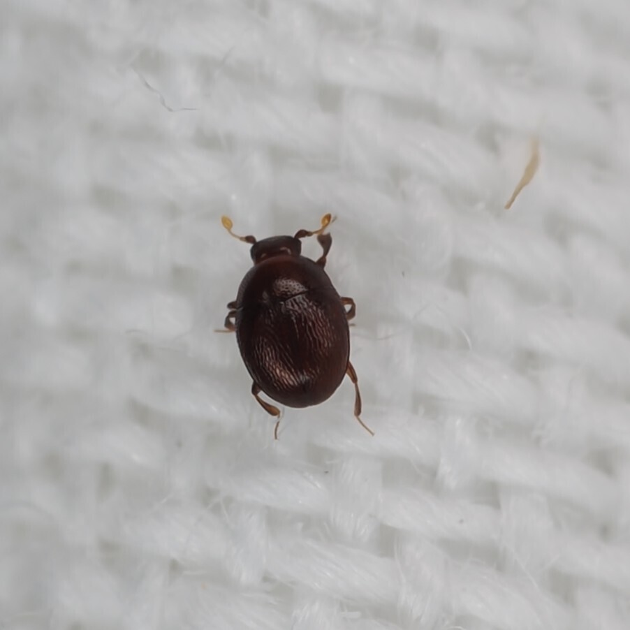 Bacanius punctiformis