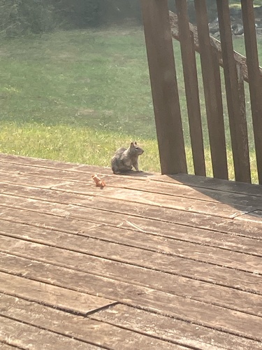 Douglas's Ground Squirrel observed by schallle
