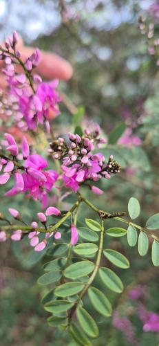 Australian Indigo