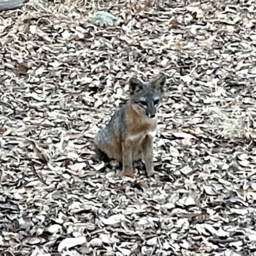 Santa Cruz Island Fox observed by bonnienickel