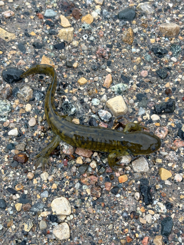 Western Tiger Salamander