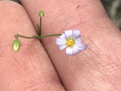 Chaetopappa bellidifolia
